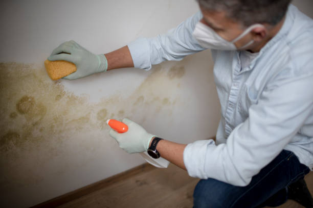 Biohazard Mold Removal in Galveston, TX